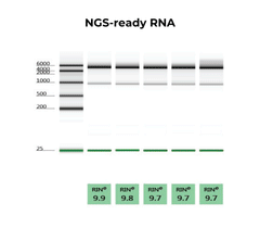 <i>Quick</i>-RNA Miniprep Plus Kit