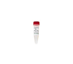 PCR nucleotides and mixes